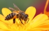 Bán mật ong, bán mật ong tại nhà, đại lý bán mật ong, bán các loại mật ong. Cách nhận biết mật ong thật
